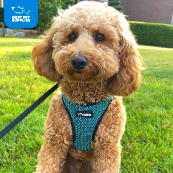 Voyager (COPY) Vest Harness for Small Pets by Best Pet Supplies - Lime/Green,XS - Picture 5 of 10